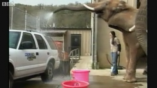 elephant-washing-car
