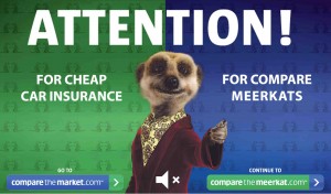 meerkat-com21